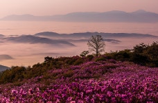 풍경갤러리 - 황매산의 봄