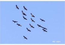 풍경갤러리 - 재두루미 창공을 날다