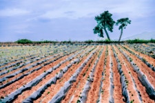 풍경갤러리 - 황토밭의 이랑