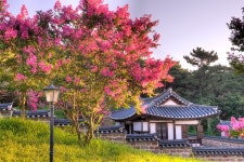풍경갤러리 - 종학당 배롱나무
