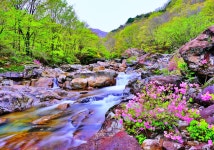 풍경갤러리 - 지리산 수달래