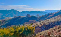 풍경갤러리 - 매화동산 풍경