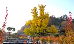 풍경갤러리 - 임고서원 은행나무