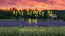 풍경갤러리 - 하늬 라벤더팜 축제