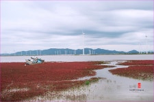 풍경갤러리 - 칠면초와 갯골수로
