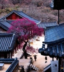 풍경갤러리 - 화엄사