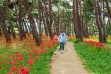 풍경갤러리 - 석불산 꽃무릇