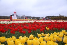 풍경갤러리 -  튤립이 있는 風景  풍경갤러리 - " 튤립이 있는 風景 "