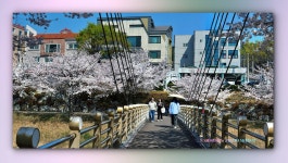 풍경갤러리 - 봄 나드리 ----