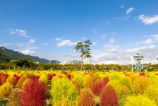 풍경갤러리 - 황성공원댑사리