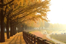 풍경갤러리 - 곡교천 은행나무