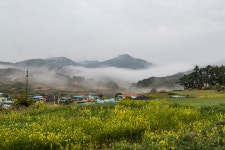 풍경갤러리 - 유채꽃 마을
