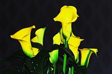 접사갤러리 - 칼라