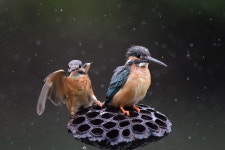 조류갤러리 - 못난이 형제