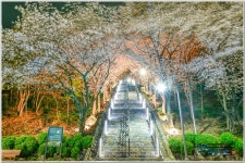 이번주 추천출사지 - 침산정