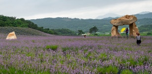 이번주 추천출사지 - 정읍시구룡동라벤다농장(정읍시구량1길188-29)