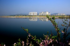 이번주 추천출사지 - 창녕남지 낙동강유채꽃