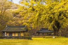 이번주 추천출사지 - 경주 운곡서원 은행나무 소식