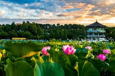 최근 출사지 소식 - 전주 덕진연지와 백로
