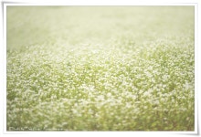 최근 출사지 소식 - 합천에도 이런 메밀꽃이 피었습니다