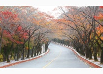 최근 출사지 소식 - 팔공산 단풍터널 소식