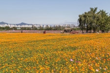 최근 출사지 소식 - 수원 당수동 시민농장 코스모스