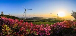 최근 출사지 소식 - 어제 서광목장 철쭉(파놀)