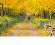 최근 출사지 소식 - 담양 수북 은행나무 숲 길