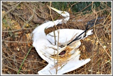 최근 출사지 소식 - 군산시 옥구저수지