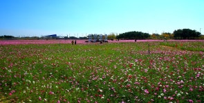 최근 출사지 소식 - 하늘정원 코스모스 소식