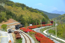 최근 출사지 소식 - 섬진강 기차마을 소식