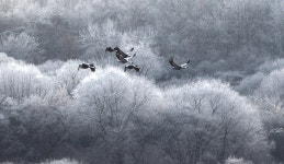 최근 출사지 소식 - 철원 (Geographic)