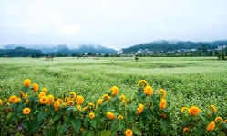 최근 출사지 소식 - 봉평 메밀밭-8월 30일