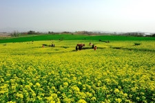 최근 출사지 소식 - 고창학원농장 유채꽃 상항입니다.(4월9일 오후)