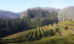 최근 출사지 소식 - 오늘보성다원 상황 최근 출사지 소식 - 오늘"보성다원" 상황