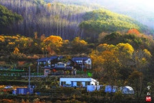 최근 출사지 소식 - 청도 헐티재 은사시