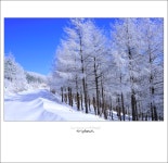 출사후기 - 만항재의 서릿발