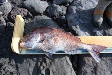 월간바다낚시 & 씨루어 > 대물이야기 > 제주도 무릉리 갯바위 9짜 참돔 출현!