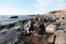 월간바다낚시 & 씨루어 > 대물이야기 > 제주도 무릉리 갯바위 9짜 참돔 출현!