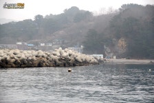 바다루어 > 낚시터정보 > 5~6월 경주권 무늬오징어 조황 주도 - 전촌방파제 56월 경주권 무늬오징어 조황 주도  전촌방파제