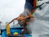 바다낚시 > 점주선장조황 > 한려낚시!!! 꾸준한 돌문어 조황!!!!! GOOD!!!!! 한려낚시 꾸준한 돌문어 조황 GOOD