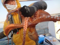 바다낚시 > 점주선장조황 > 11/27 돌문어 1800g,1600g,1400g등 제법잡고.(수요일 예약가능) 1127 돌문어 1800g1600g1400g등... 