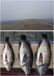 바다낚시 > 점주선장조황 > 포항영일 신항만 없습니다 눈과 맘만 다녀가세요 ^&^ 포항영일 신항만 없습니다 눈과 맘만 다녀가세요 