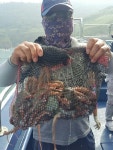 바다낚시 > 점주선장조황 > 군산권 문어 씨알 마리수 굿입니다 군산권 문어 씨알 마리수 굿입니다