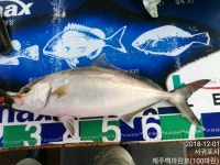 바다루어 > 점주선장조황 > 제주백마린호 방어지깅