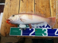 바다루어 > 점주선장조황 > 제주농어낚시~ 3월9일 제주백마린호조행기입니다 제주농어낚시 3월9일 제주백마린호조행기입니다