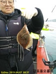 바다낚시 > 점주선장조황 > ☎헉~도다리3걸이..4자에가까운도다리여러수..