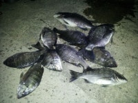 바다낚시 > 낚시인 조황·조행기 > 울진 후포권 감성돔 시즌 시작