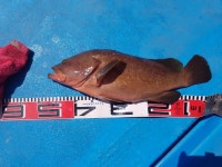 바다낚시 > 점주선장조황 > 약산면 득암항 바다호,조황입니다(붉바리5짜까지)