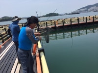 바다낚시 > 점주선장조황 > 여수가족낚시터 참숭어체험낚시 큰놈들 퍽퍽손맛 여수가족낚시터 참숭어체험낚시 큰놈들 퍽퍽손맛